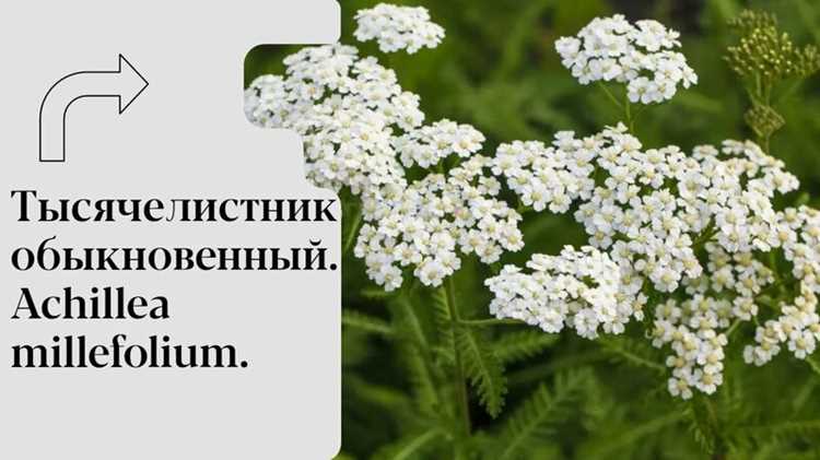 Какие активные компоненты тысячелистника работают в уходовых средствах