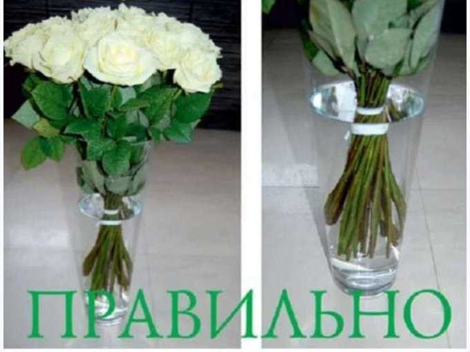 Первый шаг: правильная обрезка – это не просто косметика