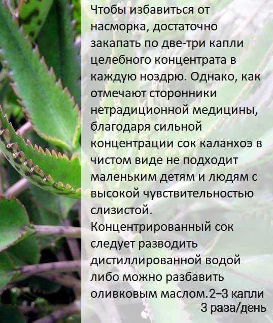 Какие виды каланхоэ используют в уходе за кожей и волосами